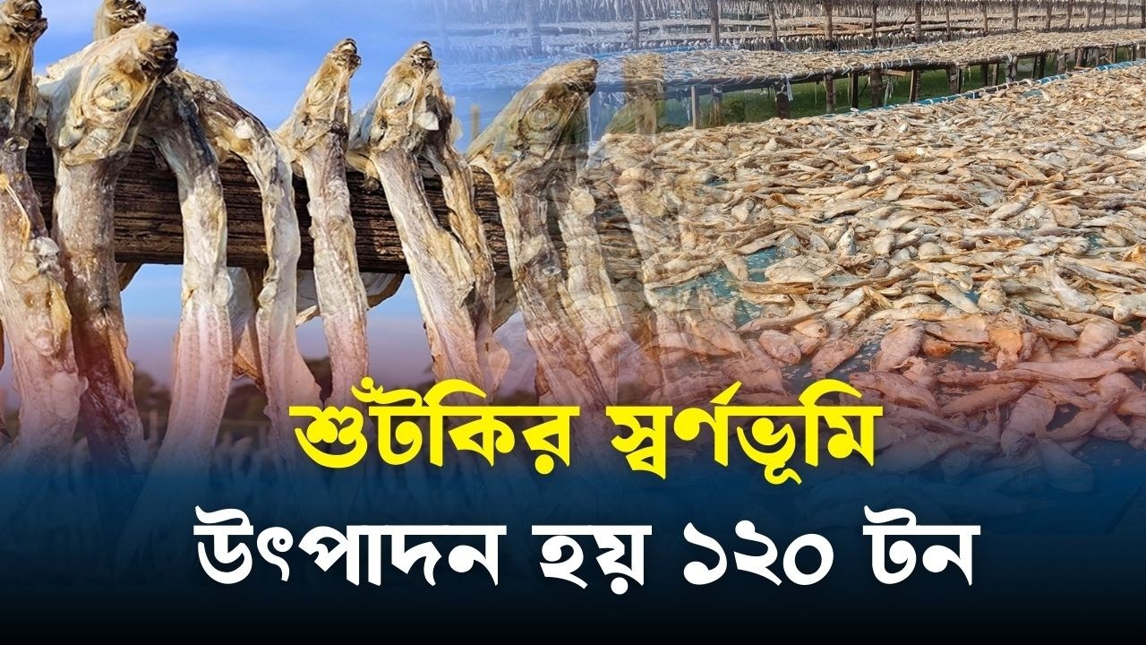 কচা নদীর তীরে শুটকির স্বর্ণভূমি || Znews || Dry fish || Pirojpur