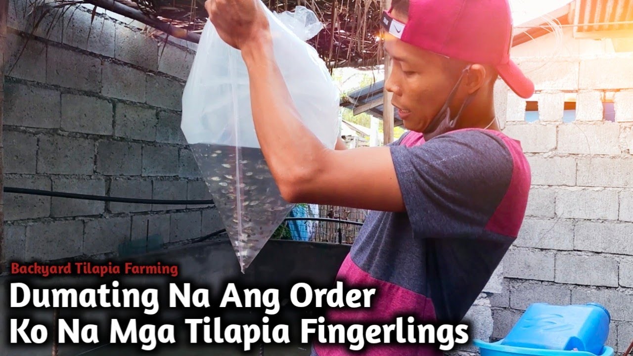 Backyard Tilapia Farming | Arrival Of My Sex Reversed Tilapia Fingerlings | RAS Farming | Master Lei