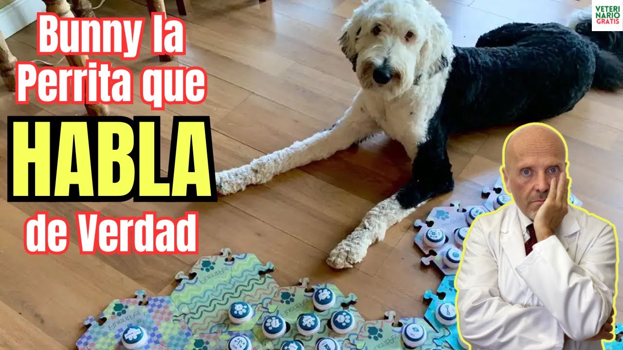 😱 INTELIGENCIA CANINA 😱 BUNNY EL PERRO QUE HABLA CON BOTONES 😱