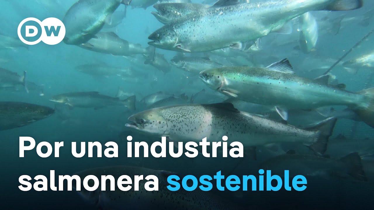 ¿Piscifactoría de salmón sustentable y saludable?