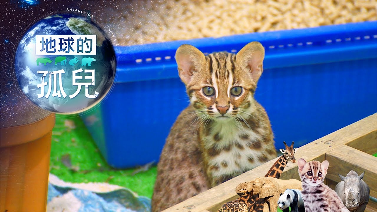 Orphans of the Earth :Life and Death of Taiwan  Leopard Cat【地球的孤兒 全集】｜白心儀