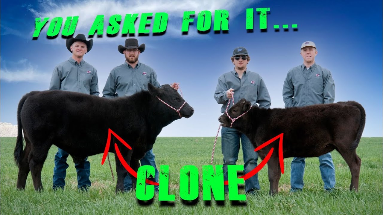 How I Clone.     #clone #howto #reproduction