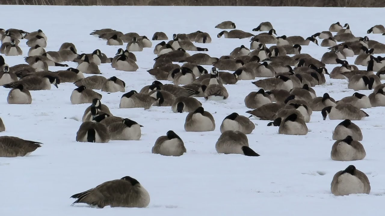 ❄️Canada Geese on Snow❄️