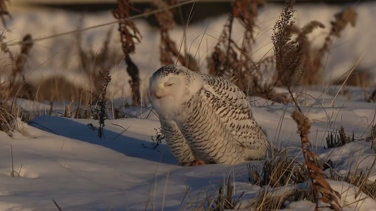 Snowy Owl Walking though Limping Part 1 of 2
