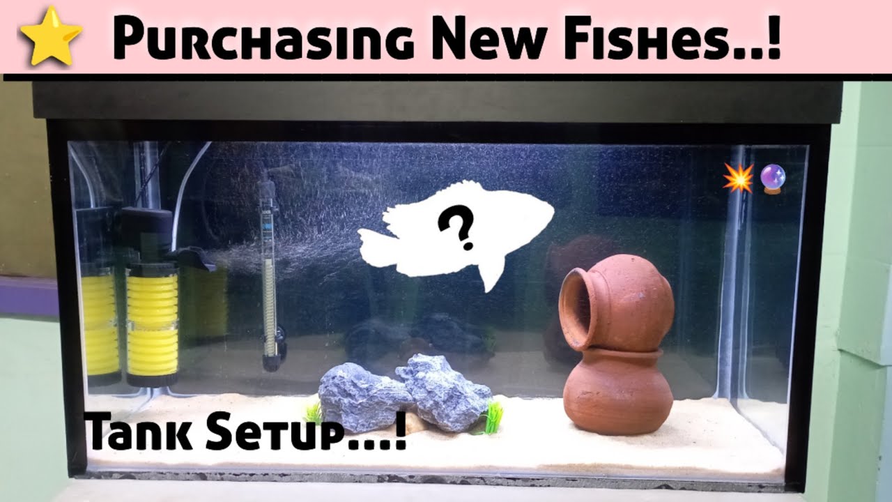 Purchasing new Fishes 💥 | Beautiful tank setup 🔮 | Parrot Fish 🦜 | #subscribe #fish #shorts