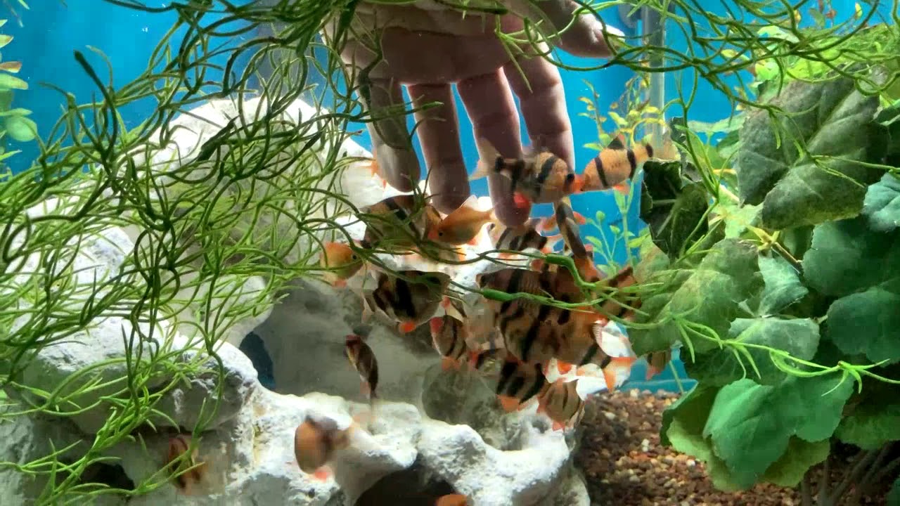 2021 Tiger Barb Aquarium.  Feeding and Socializing.