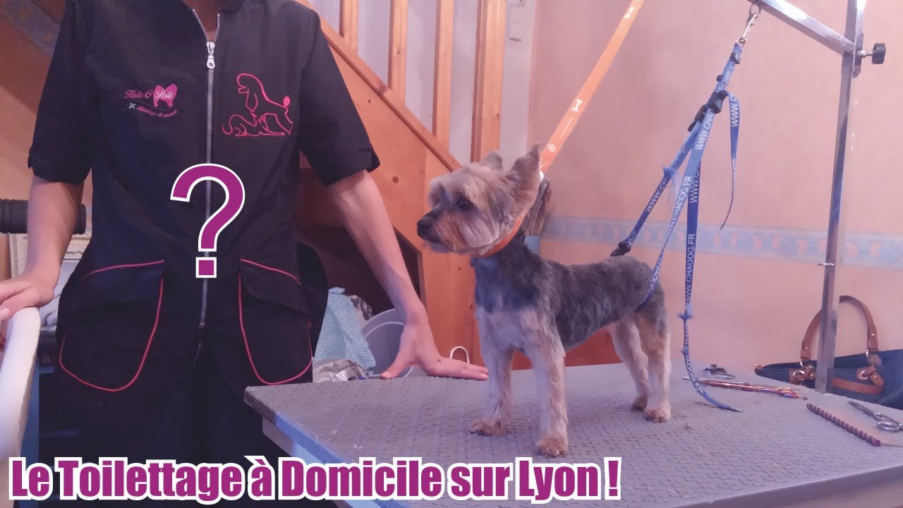 ★ HalteOPoils ★ L'EXPERIENCE DU TOILETTAGE A DOMICILE SUR VILLEFRANCHE-SUR-SAÔNE !!