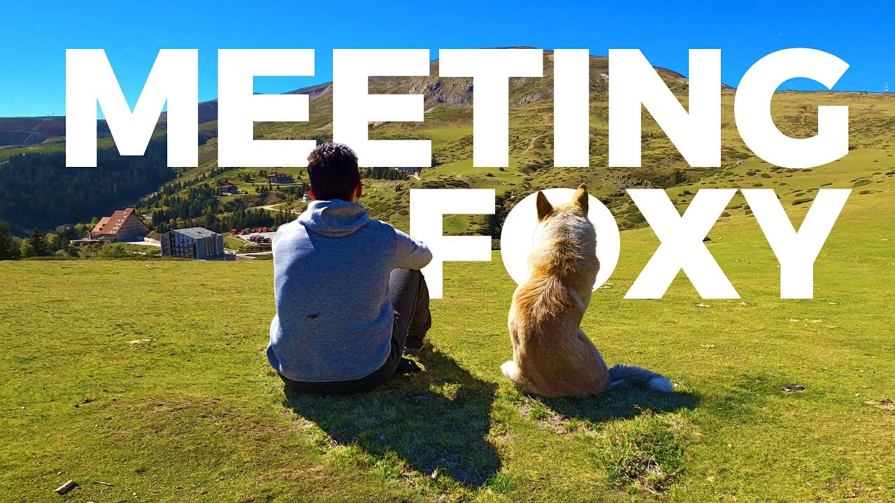 Meeting Foxy on Šar Mountain