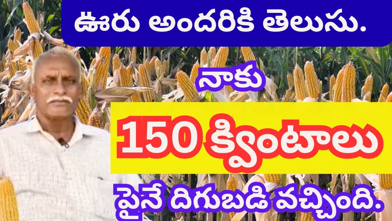 నాకు #మొక్కజొన్న 150 క్వింటాలు పైనే దిగుబడి వచ్చింది. #maize #makka #corn #maizecultivation #farming