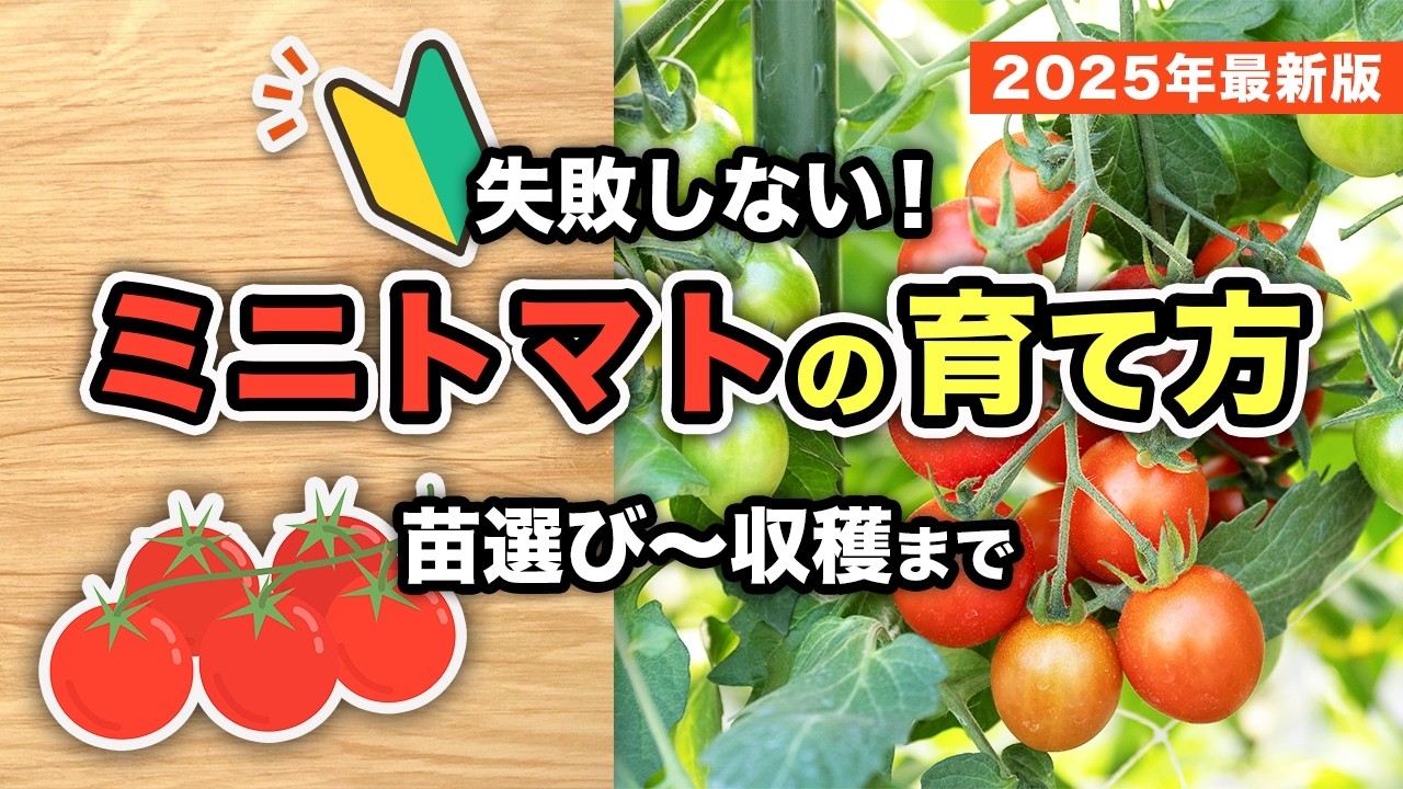 初心者必見！プロ直伝のミニトマト栽培テクニック