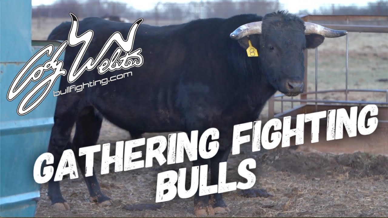 Tippin and Gathering fighting Bulls - Behind the Chutes #50