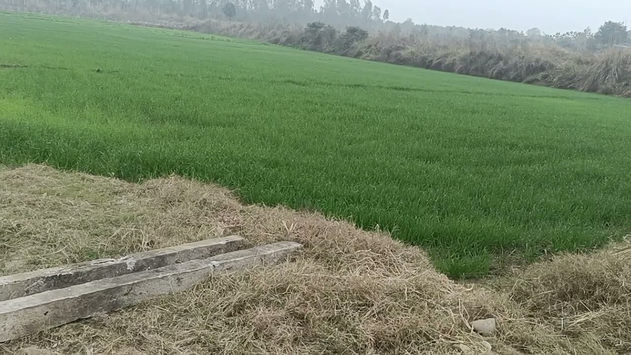 35 acre land with 2 tubel connection for sale in Hoshiarpur Punjab  9316167007