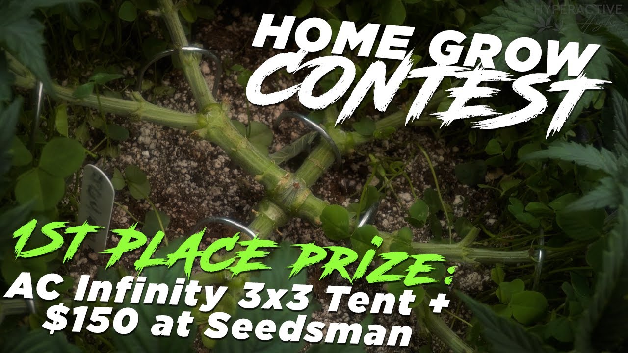 Hyperactive Highs 2024 Home Grow Training Contest