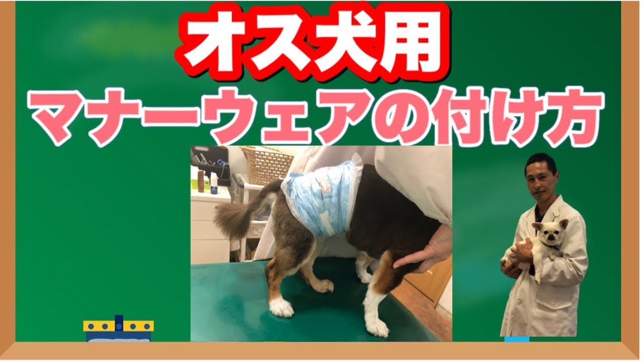 オス犬用マナーウェア（マナーベルト）の付け方【獣医師監修】