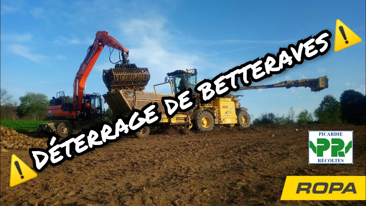 ⚠️Déterrage de betteraves sucrière⚠️