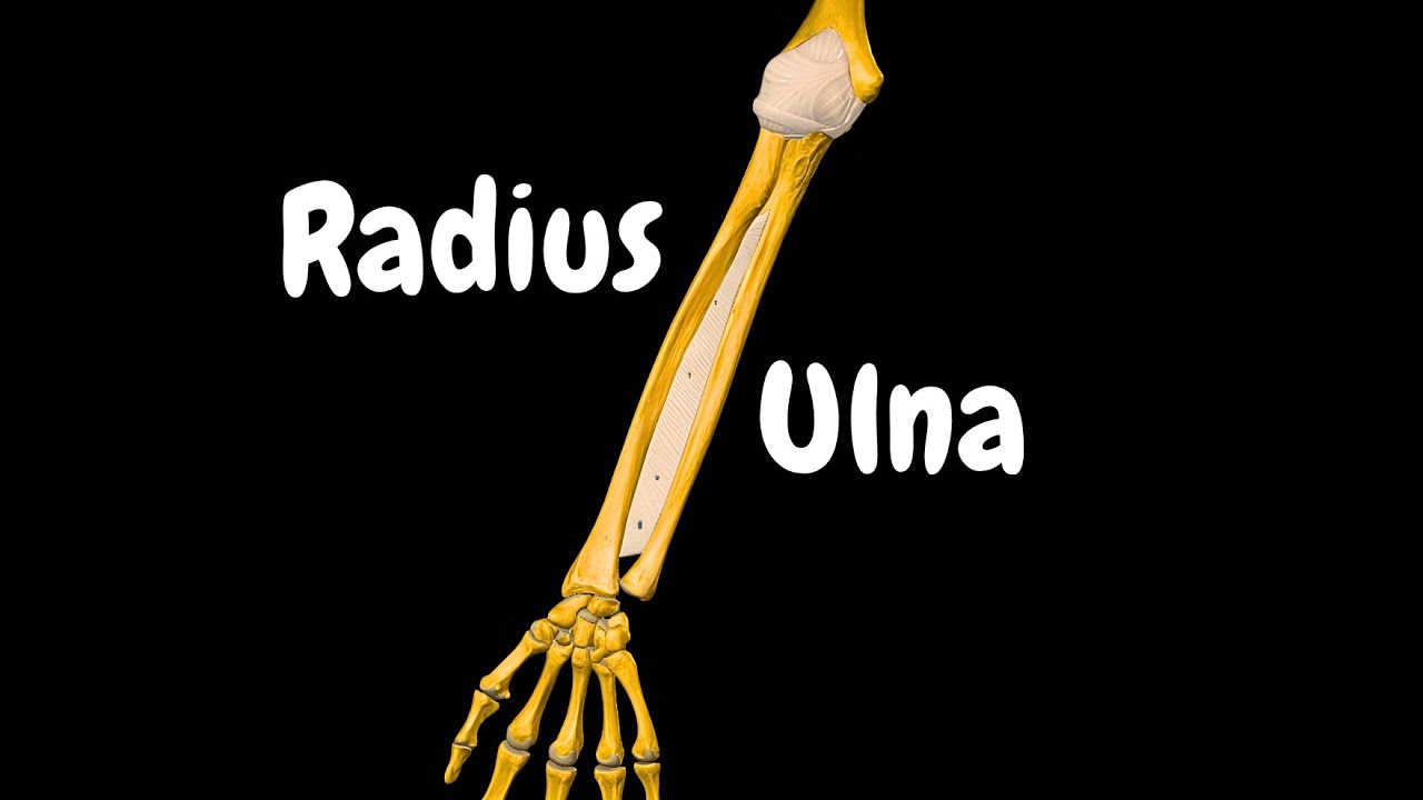 Radius & Ulna (Forearm): Bone Landmarks, Joints & Functions | Anatomy