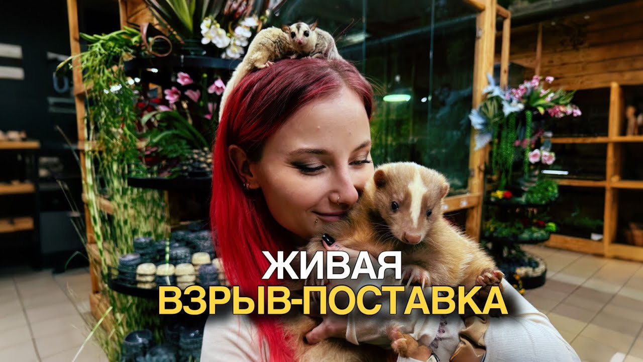 МЫ СОРВАЛИСЬ: вместо рептилий приехали СКУНСЫ и ПОССУМЫ! Распаковка, ванна и рассадка