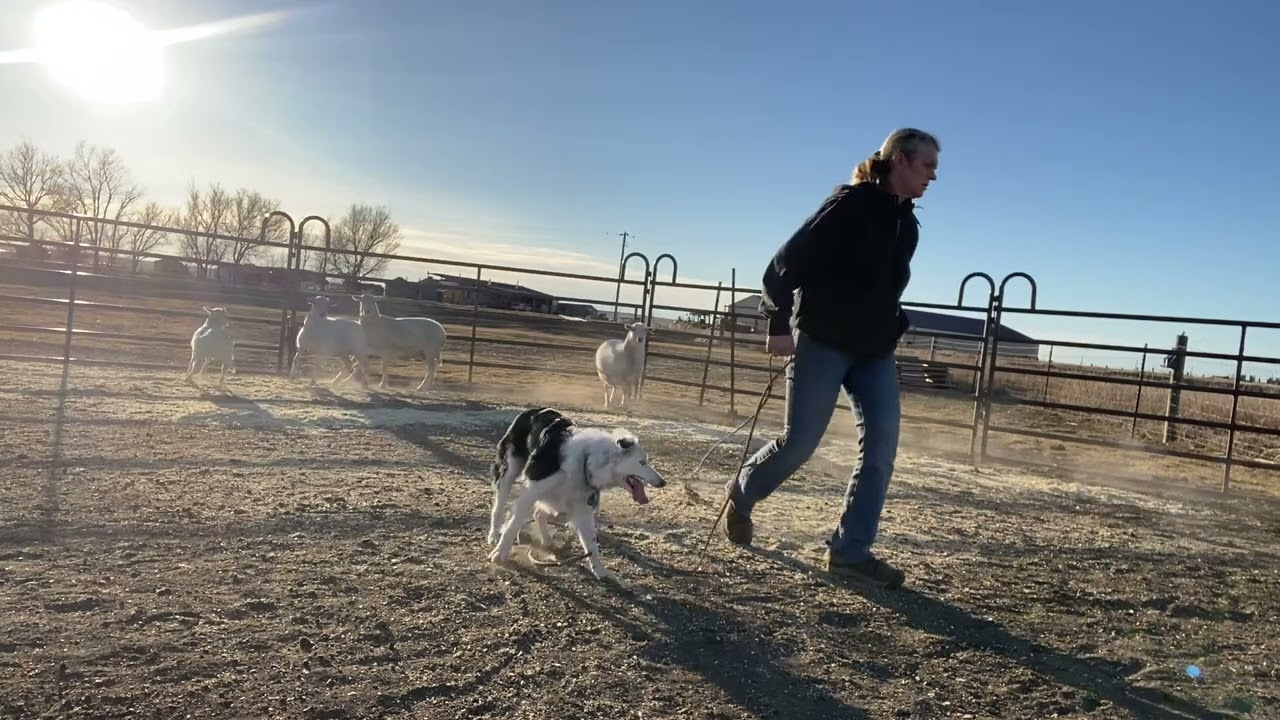 Addie 2-8-2026