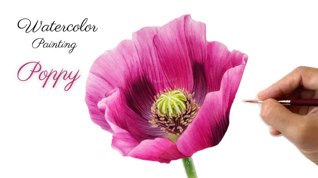 Watercolor painting of a Poppy flower #watercolor #botanical #realistic