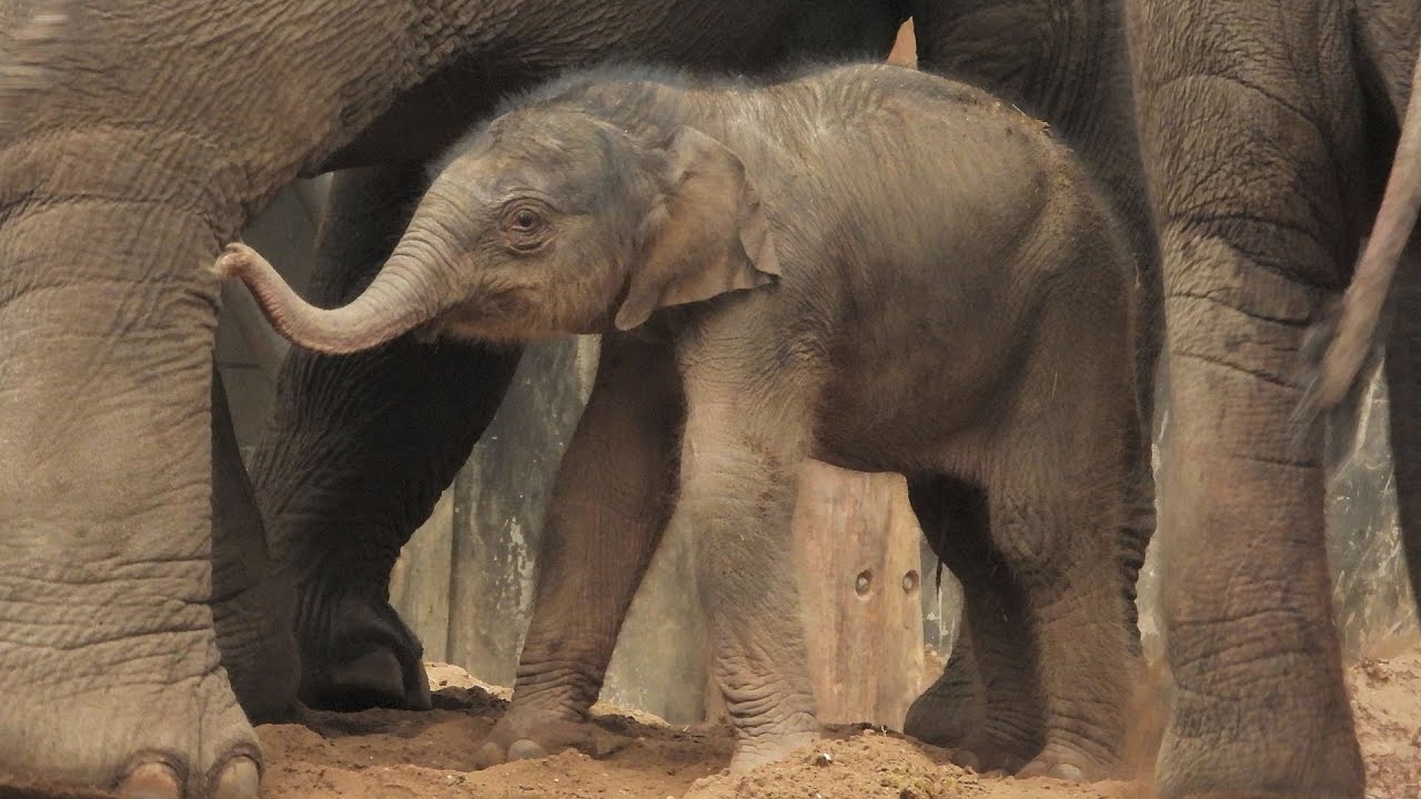 Olifantje geboren in DierenPark Amersfoort