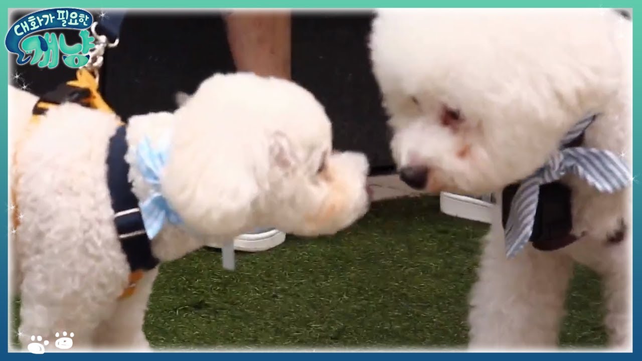 낯가리는 강아지 두 마리가 만나면? | #대화가필요한개냥 EP5 #01