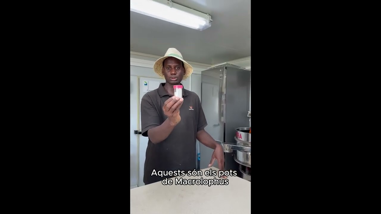 El superheroi del camp: Macrolophus per al control de la Tuta absoluta