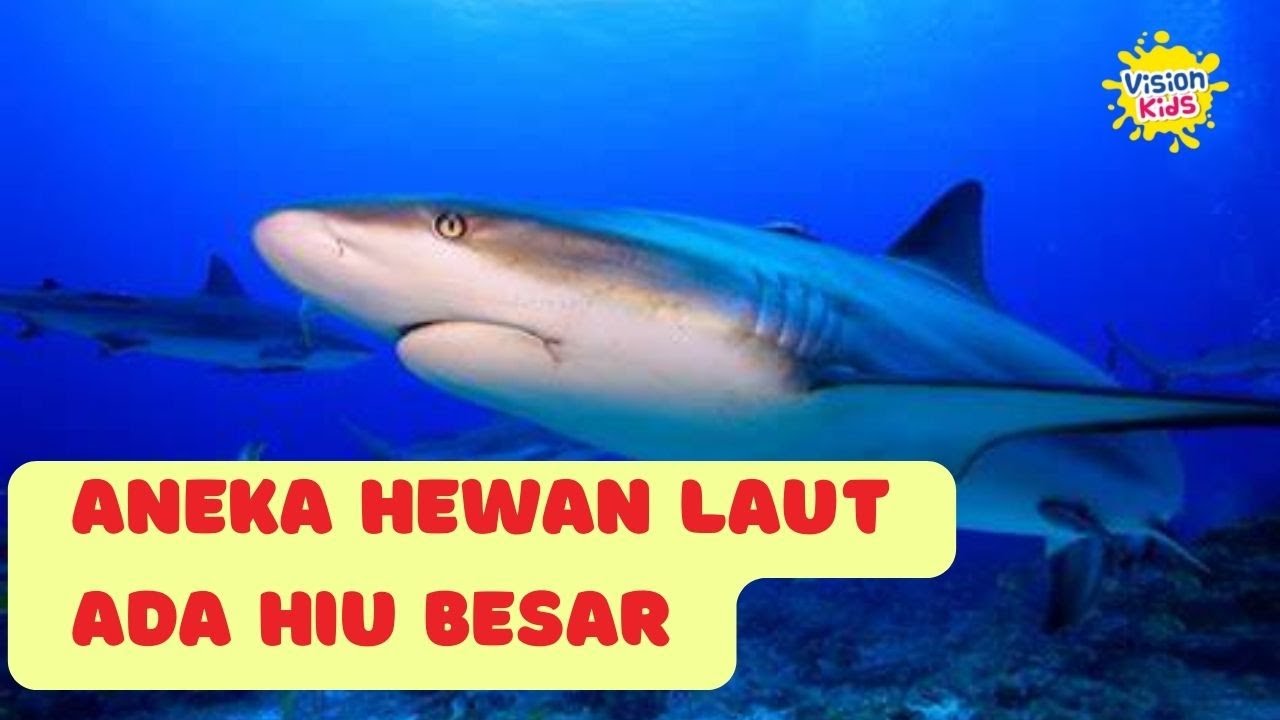 Mengenal Hewan Laut dan Suaranya | Untuk Paud & TK