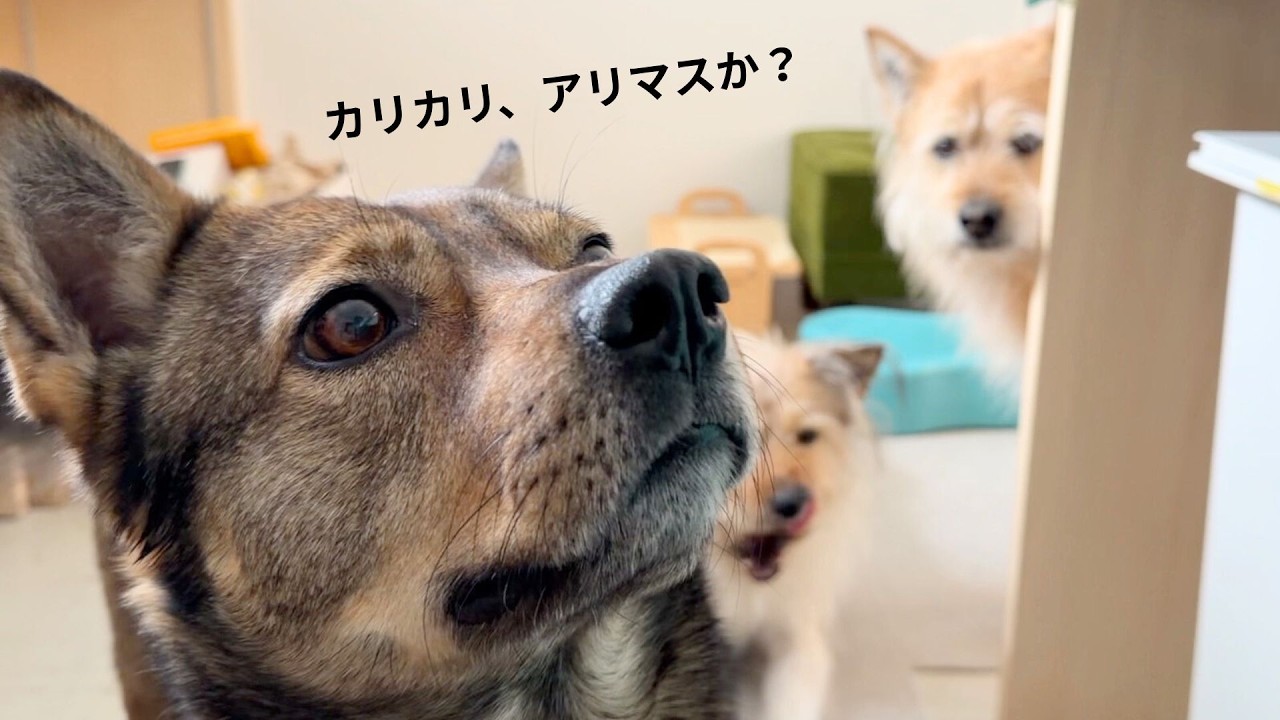 カリカリの入った容器を洗うしごと、階段を駆け抜けるチャーひだ