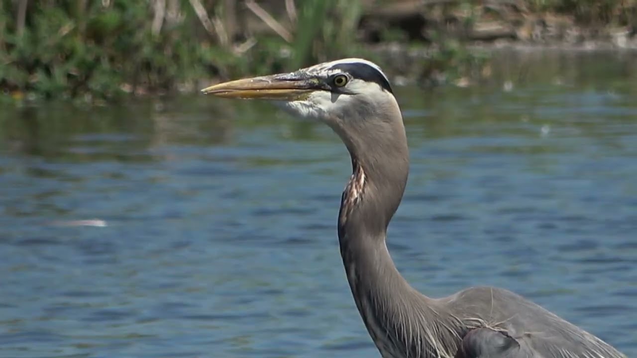 Spanish banks burnaby lake great blue heron 2025 06 12