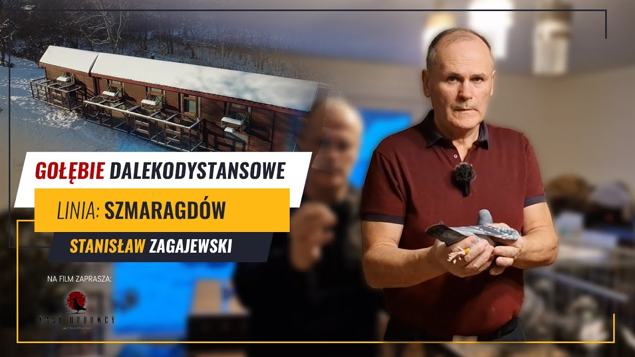 Stanisława Zagajewskiego - czysta linia gołębi Szmaragd - najczystsze Ardeny w Polsce.