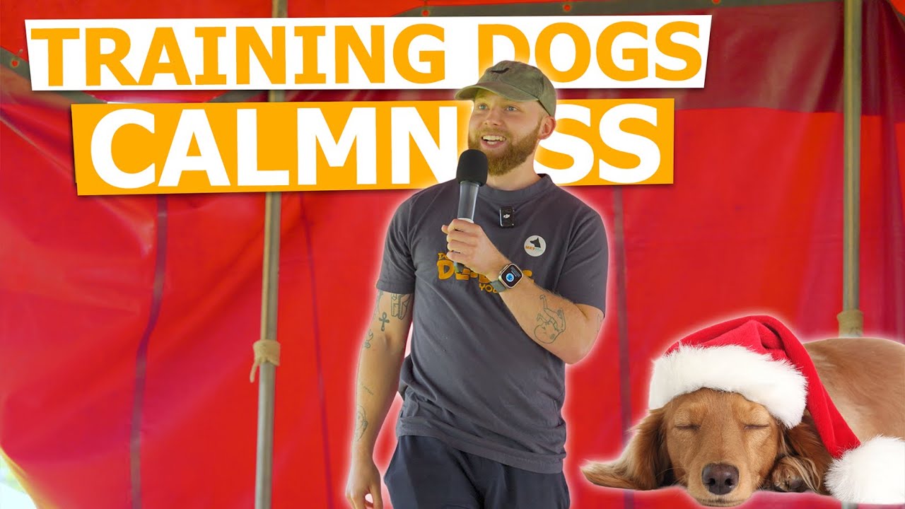 Моё &laquo;дрессировочное&raquo; спокойствие в разговоре с собаками на Dogfest