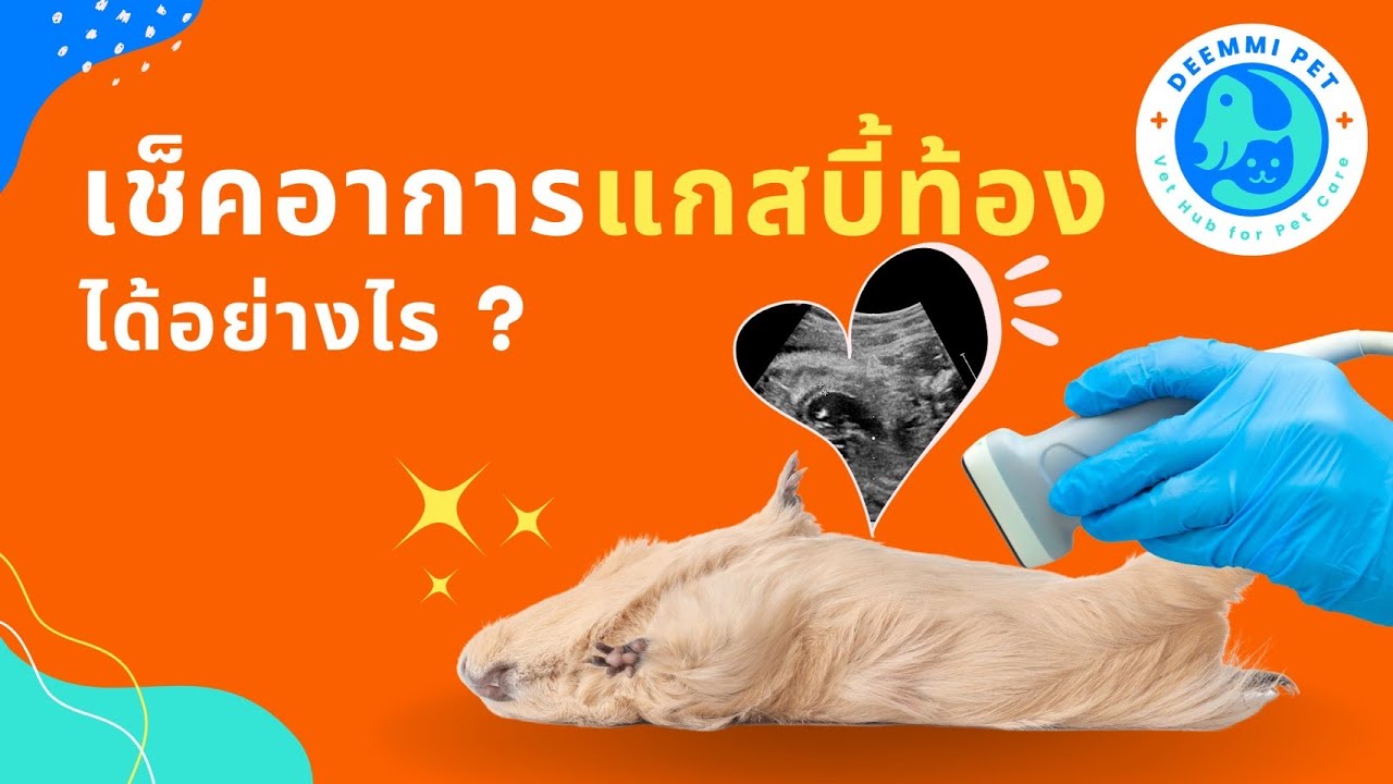 แกสบี้ท้อง ดูยังไง อยากได้ลูกแกสบี้ ฟังคลิปนี้ | สัตวแพทย์ทีม Deemmi