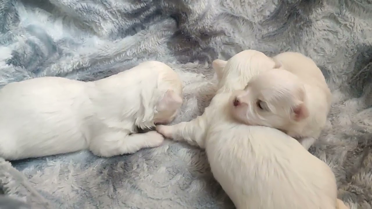 Малыши щеночки Мальтезе 💞 Продажа щеночков доставка по миру+79788972514