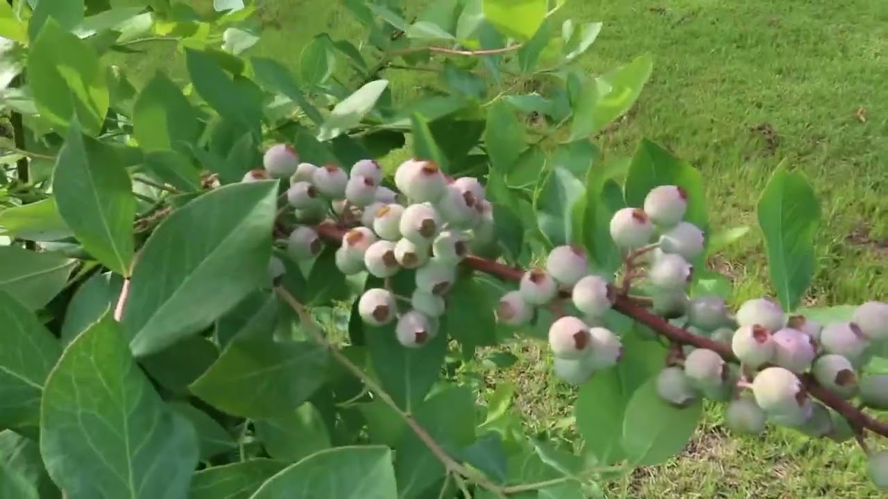 Blueberry Fertilization and Update
