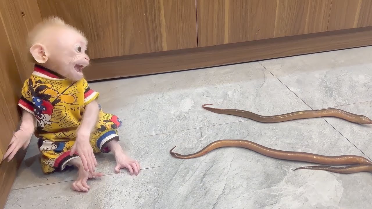 The baby monkey's funny expression upon seeing the eels!