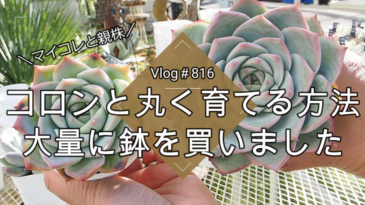 【Vlog816】【多肉植物】多肉をコロンと丸く育てる方法🪴マイコレと親株【大量に鉢を買いました】【所沢植木鉢センター】