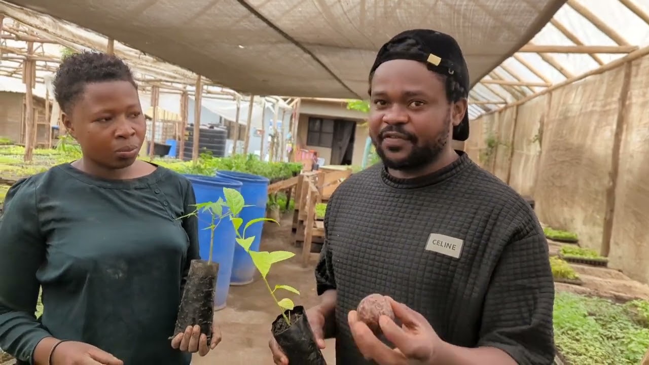 Ifahamu passion kubwa kama papai, kilimohalisi