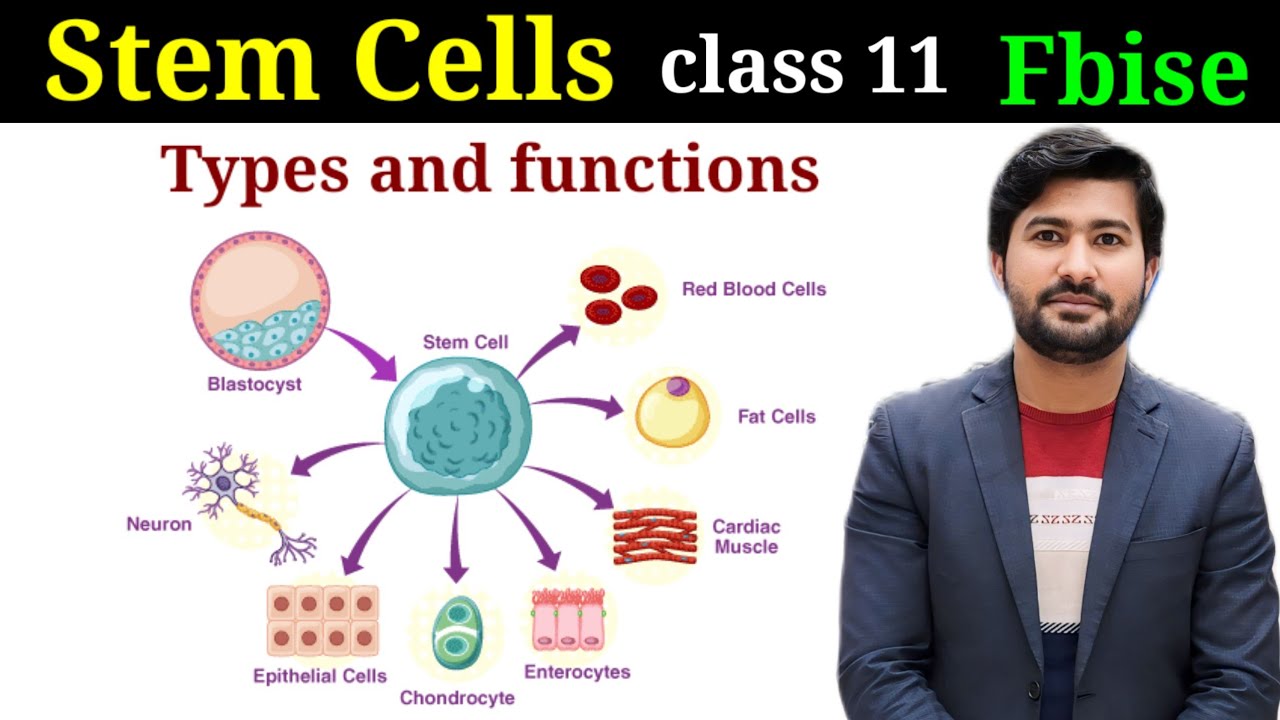 stem cells | Types and functions of stem cells Biology class 11 chapter 1 FBISE