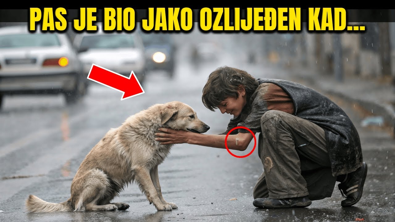 Pas je udaren automobilom, a jedini koji mu pomaže je dječak s ulice. Ono što nije znao jest da...