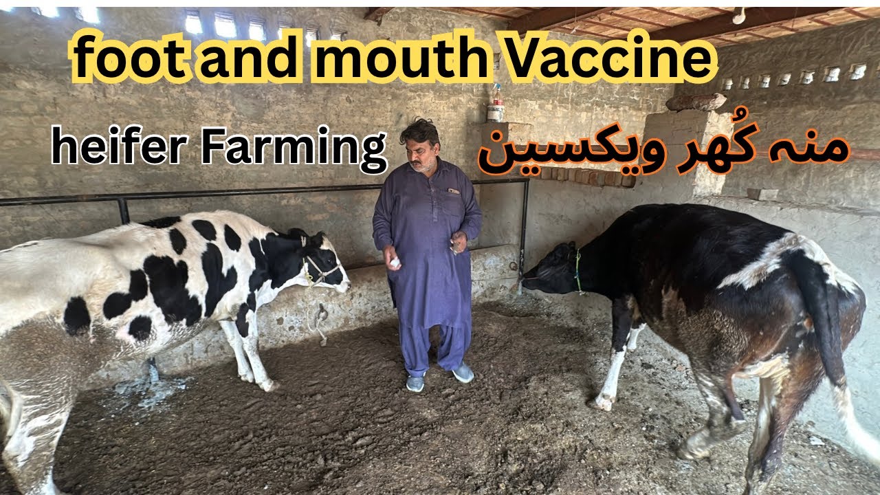 Foot And mouth vaccine | منہ کھر کی ویکسین #goatfarming  #bakrafarming #qureshifarmskotaddu 