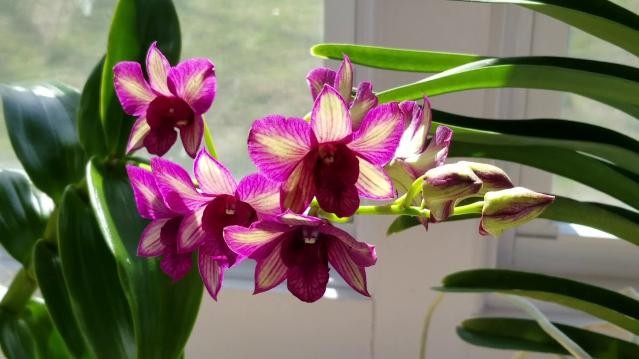 Why I converted my Dendrobiums from water culture to moss or bark media, & the results!