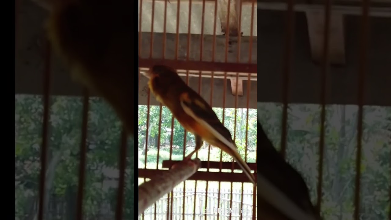 Kenari suara ngebrent panjang 