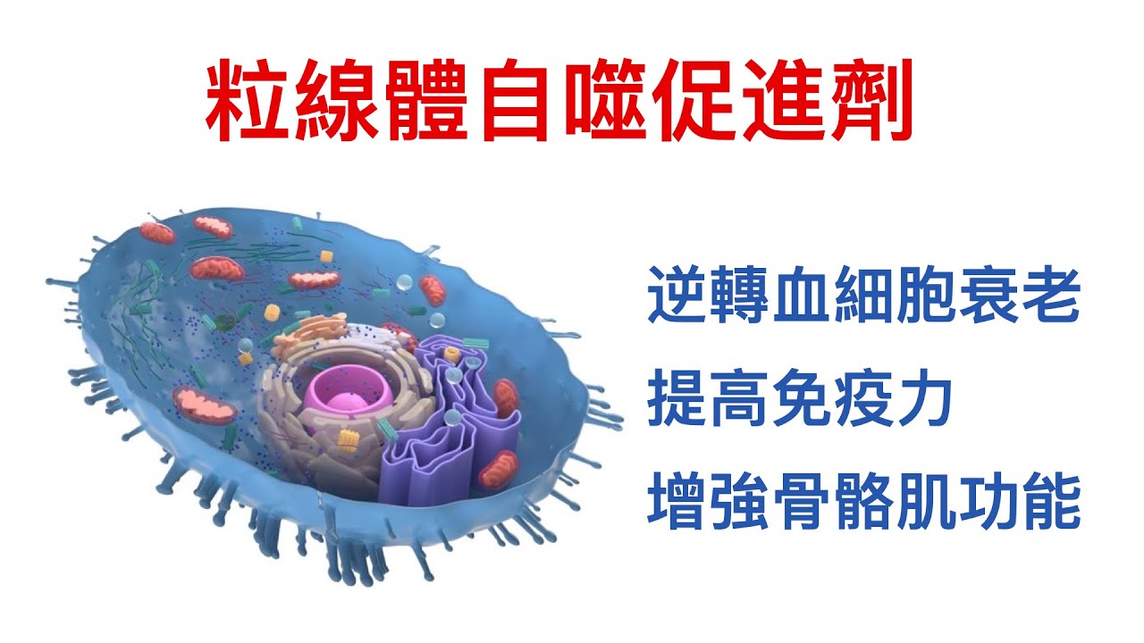 尿石素A、姜黃素、亞精胺促進線粒體自噬、延緩衰老