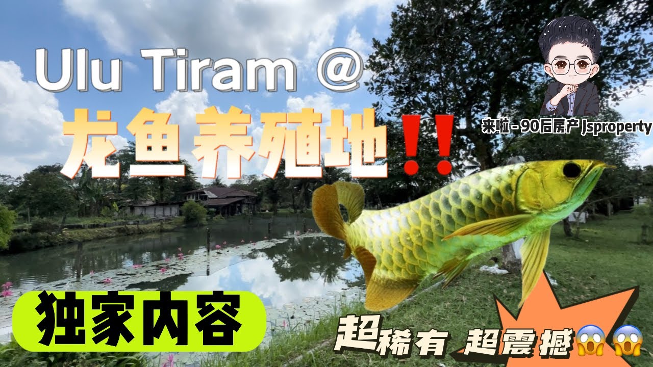 「JB新山 房地产」#龙鱼地介绍特别内容💯🔥 今天给你们介绍市场上极少看见的产业，「龙鱼养殖地」就位于#UluTiram 靠近 #DesaCemerlang 一带‼️ #Jbproperty