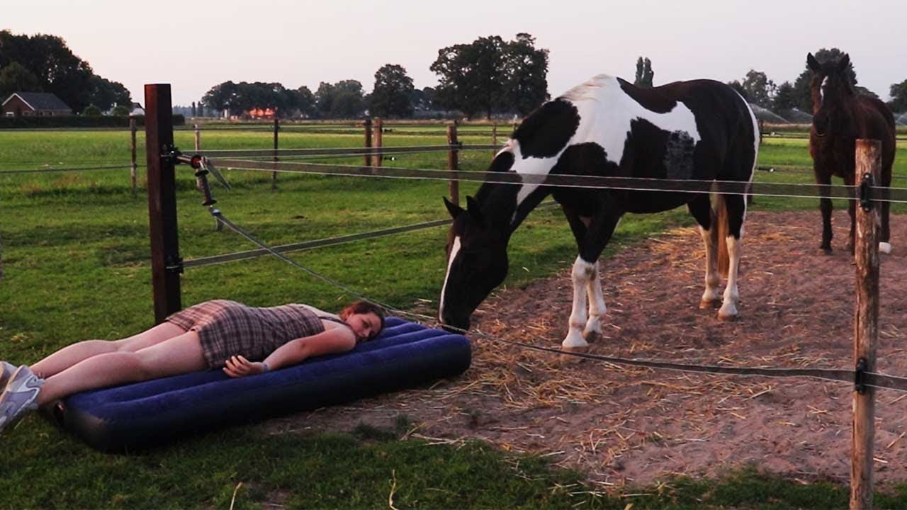 SLAPEN in de WEI?! - PAARDEN aan HUIS!
