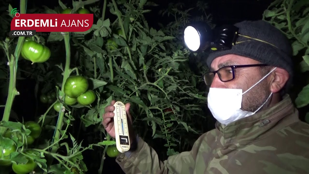 Erdemli Domates Üreticilerinin  ‘’Zirai Don’’ Nöbeti