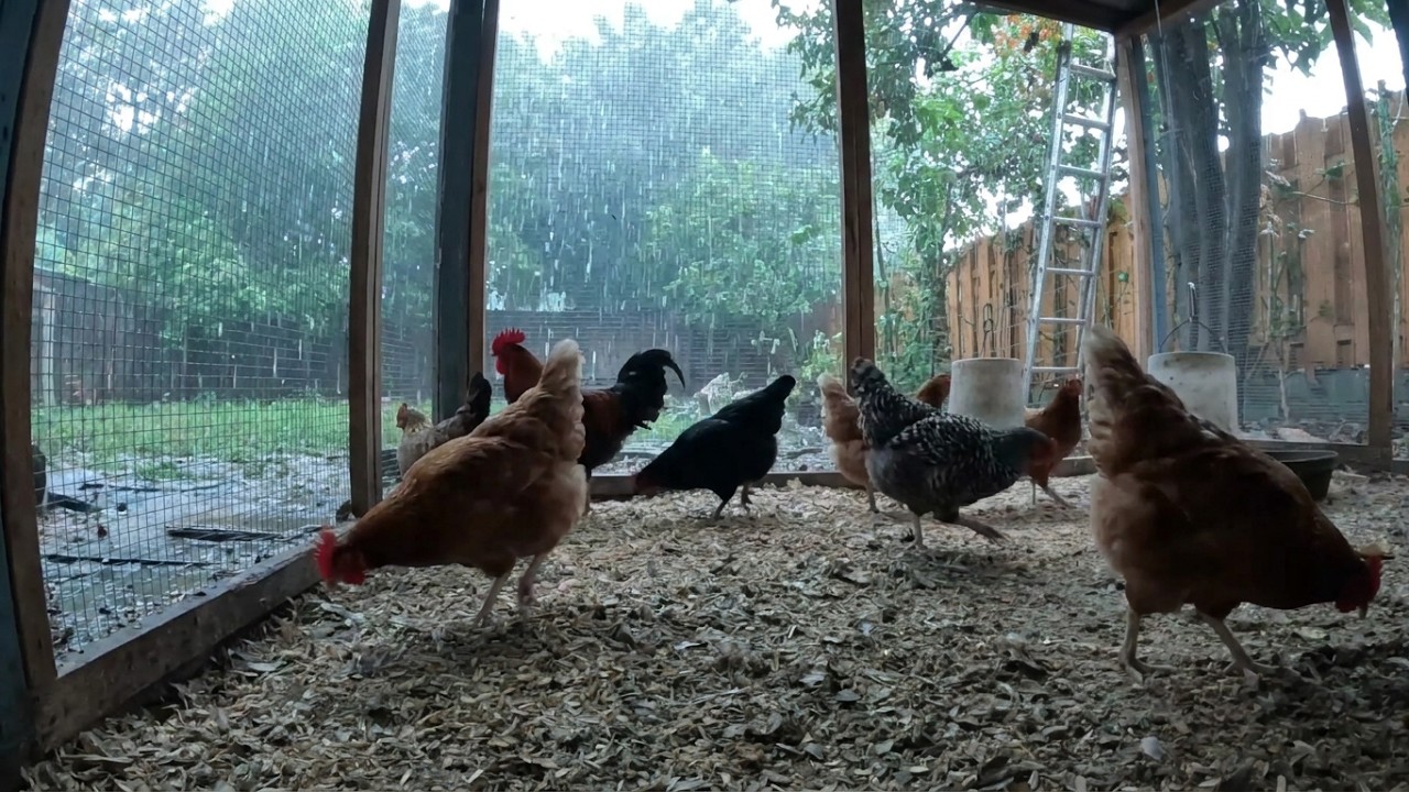 Backyard Chickens During Heavy Rain Sounds Noises ASMR Hens Clucking Roosters Crowing!