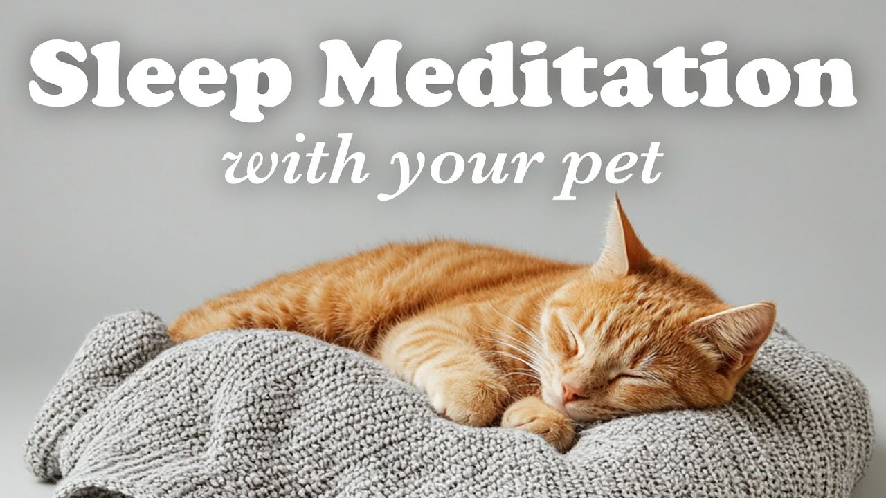 Sleep Peacefully With Your Pet Using This Relaxing Meditation