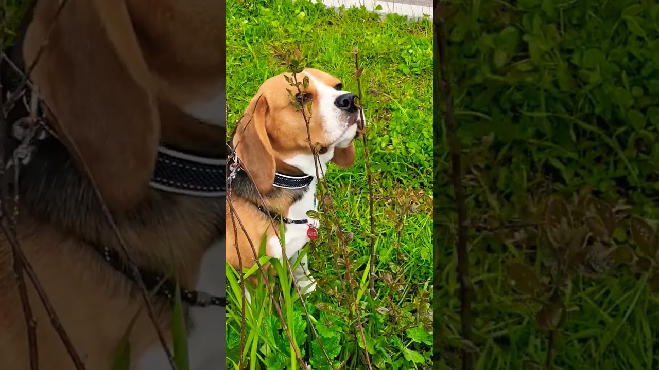 летний вайб 🔥 #love #бигль #beagle #dog #собака #cute