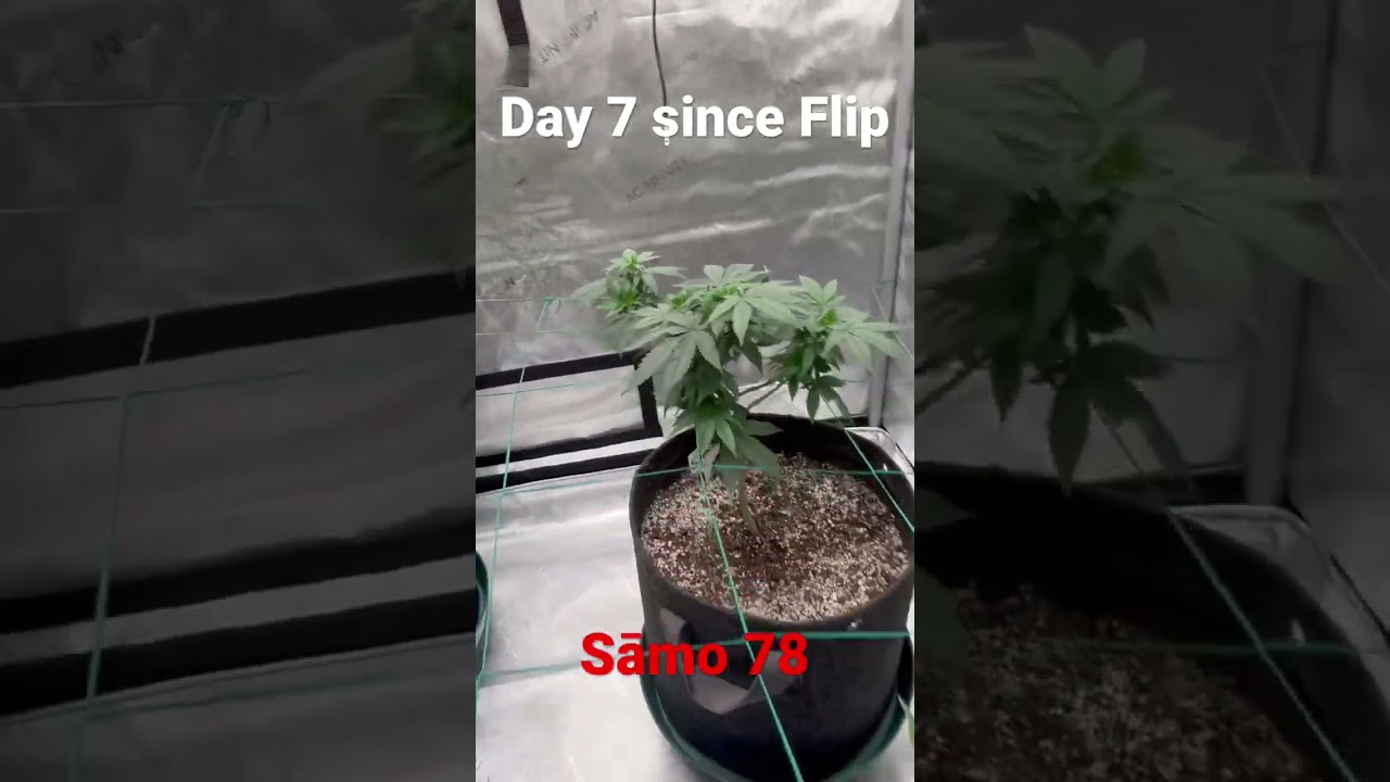 Sāmo 78 By Ethos Genetics (RARE)